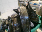 На рынке в Фуншале. Рыба эшпада (сабля). Снято на телефон.
