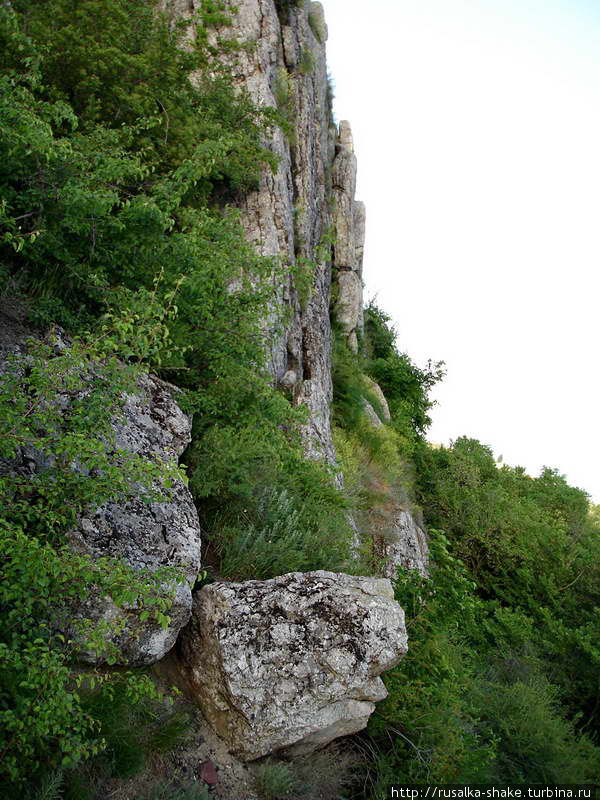 Диковинный зверь Белая Калитва, Россия