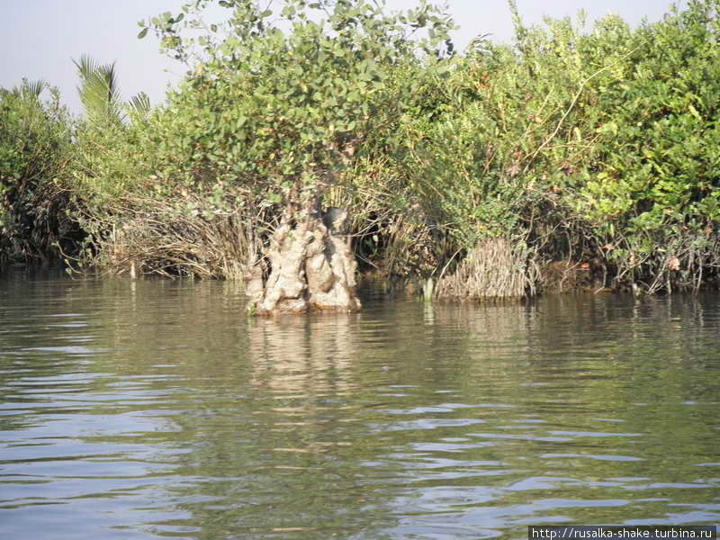 мангровые заросли Аракан, Мьянма