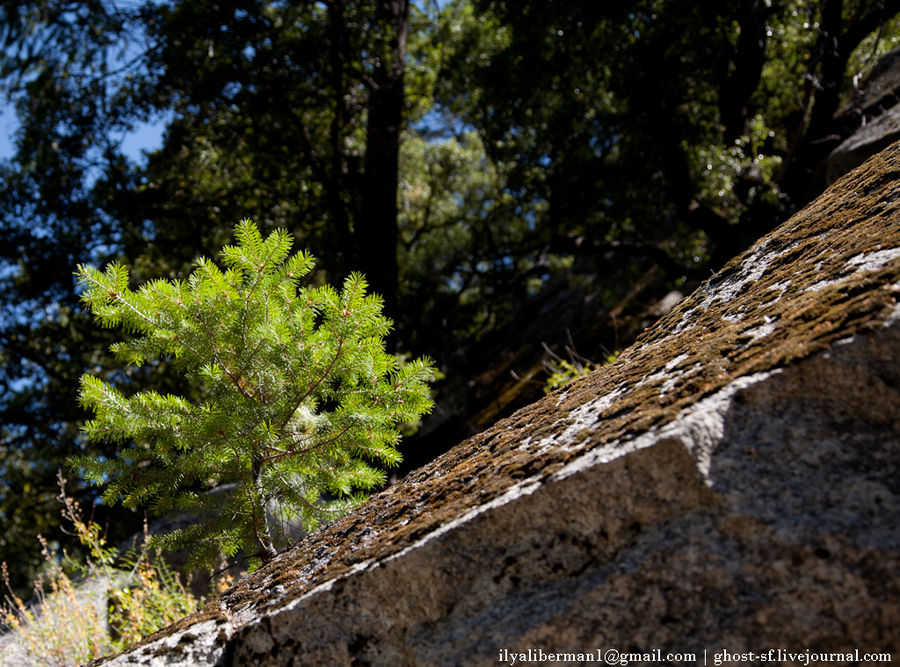 Долина ледникового происхождения в горах Сьерра-Невада Йосемити Национальный Парк, CША