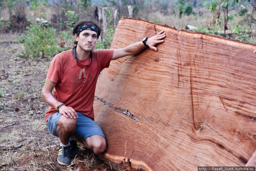 распил красного дерева Провинция Прэахвихеа, Камбоджа