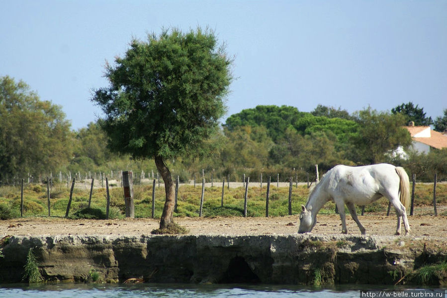 Лошади моря Камарг Дельта Роны Природный Парк, Франция