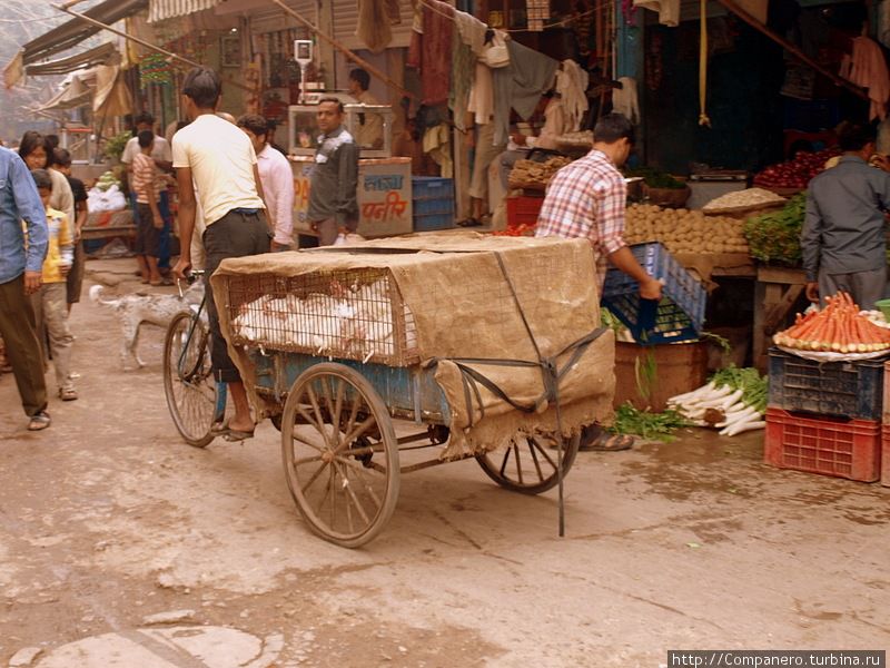 Перевозка кур в самодельной трёхколёсной велоповозке Дели, Индия