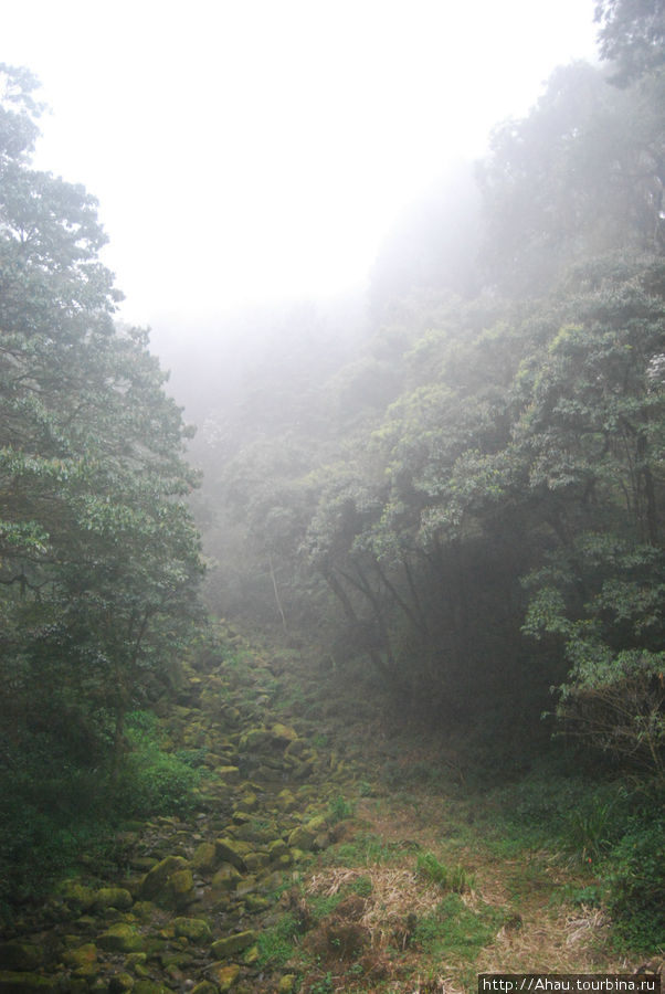 Алишань. Реликтовый лес на склоне Нефритовой горы