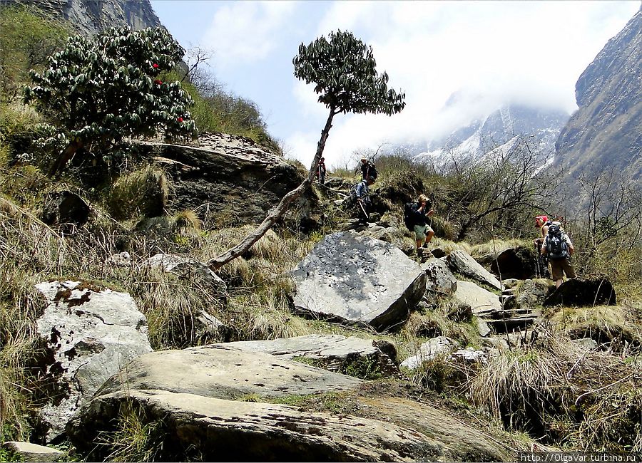 Джунглей уже давно нет, на пути попадаются  лишь искривленные одиночные деревья... Национальный парк Аннапурны, Непал