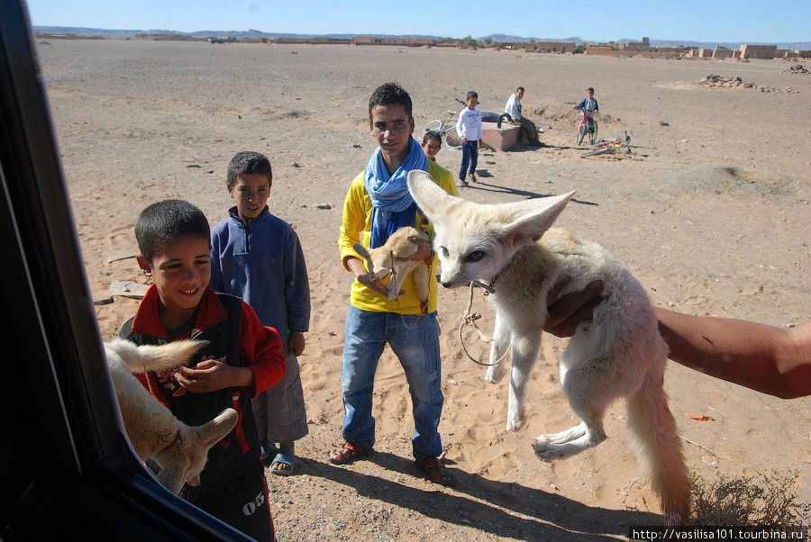 Пустынная лисичка Мерзуга, Марокко