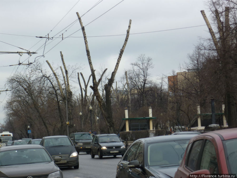 Никитский бульвар. Обрубленные тополя Москва, Россия