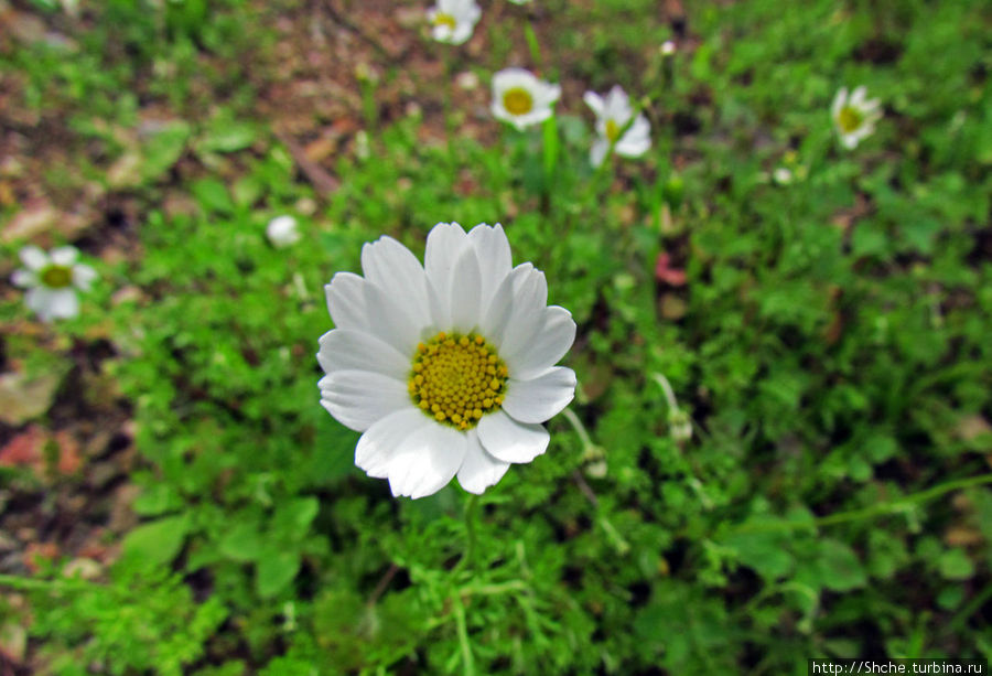 Март. Весеннее цветение Афин Афины, Греция