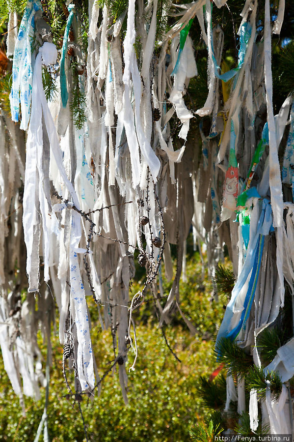 Ритуальные ленты на деревьях на Улаганском перевале Улаган, Россия