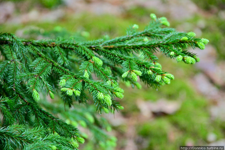 елки в мае активно удлинняли свои ветки... Орловское Полесье Национальный Парк, Россия
