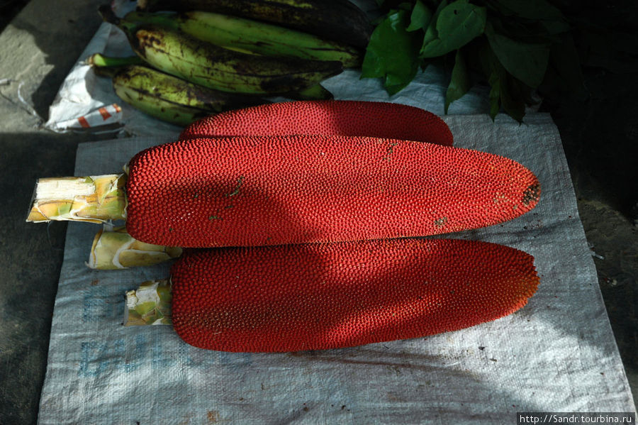 Буа Мера или Красный Фрукт. Папуа, Индонезия