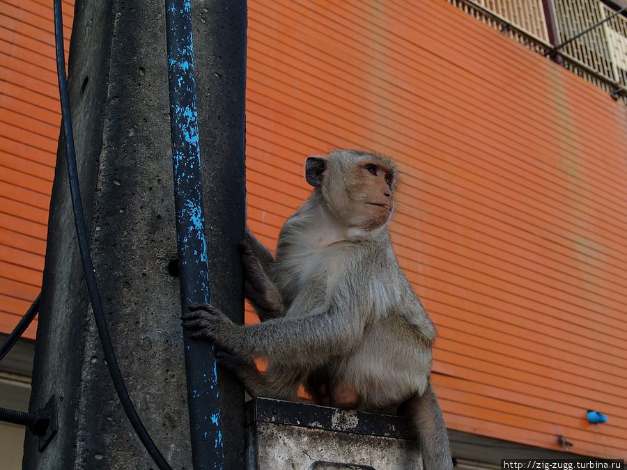 Таиланд. Лопбури. Куча обезьян Лоп-Бури, Таиланд