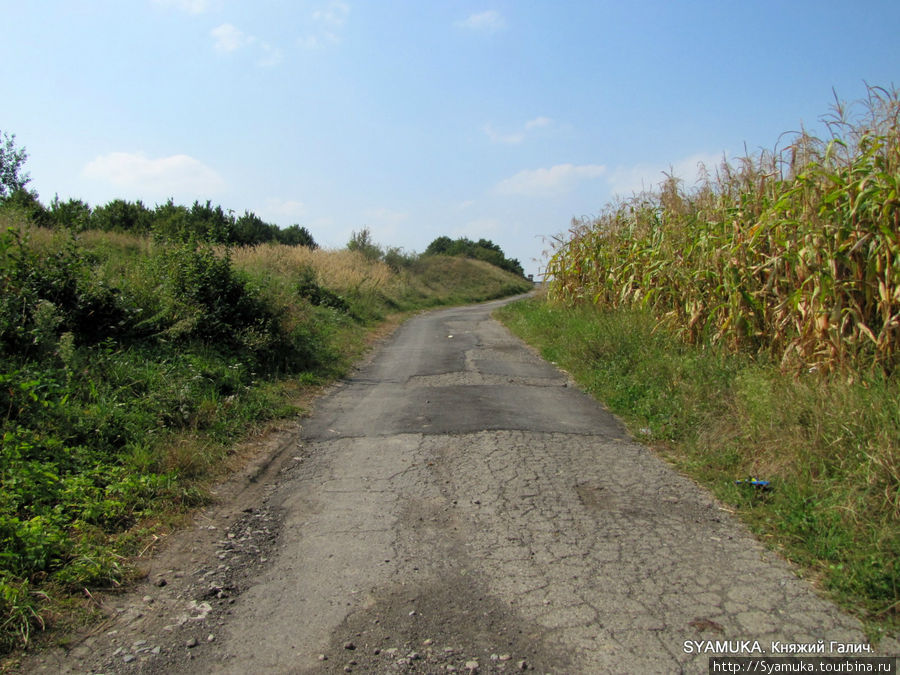 Мы пошли влево-вгору. Справа — шумело сухой листвой поле созревшей кукурузы... Крылос, Украина
