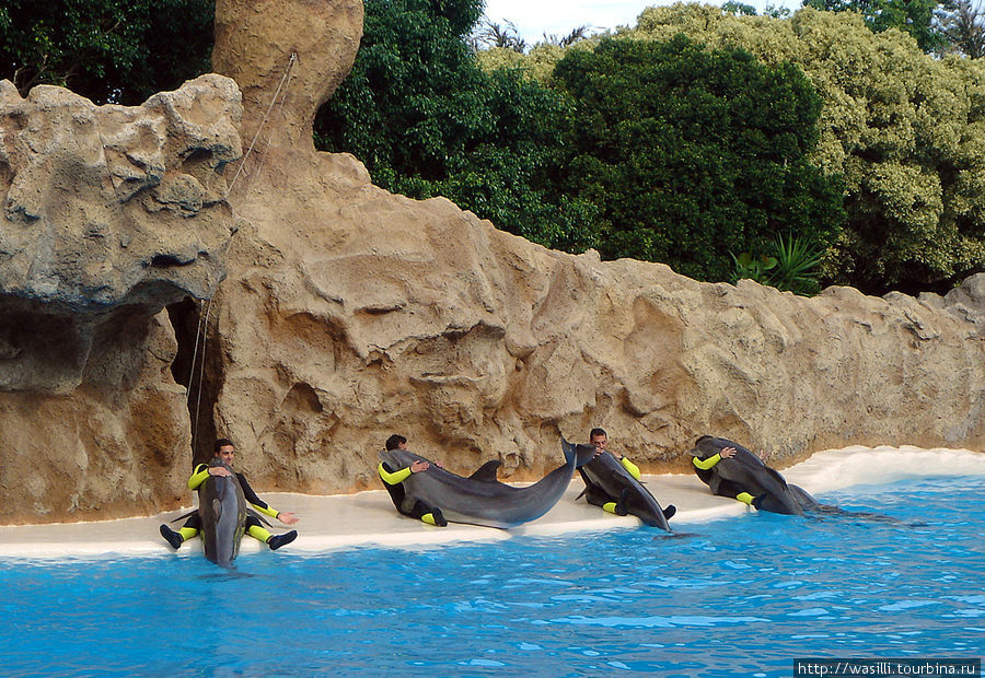 Дельфинарий. Лоро-парк. Остров Тенерифе, Испания