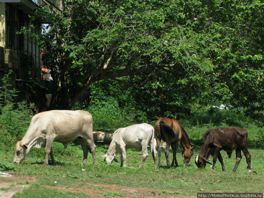 коровы-чебурашки Провинция Алахуэла, Коста-Рика