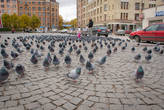На площади обитают очень голодные голуби