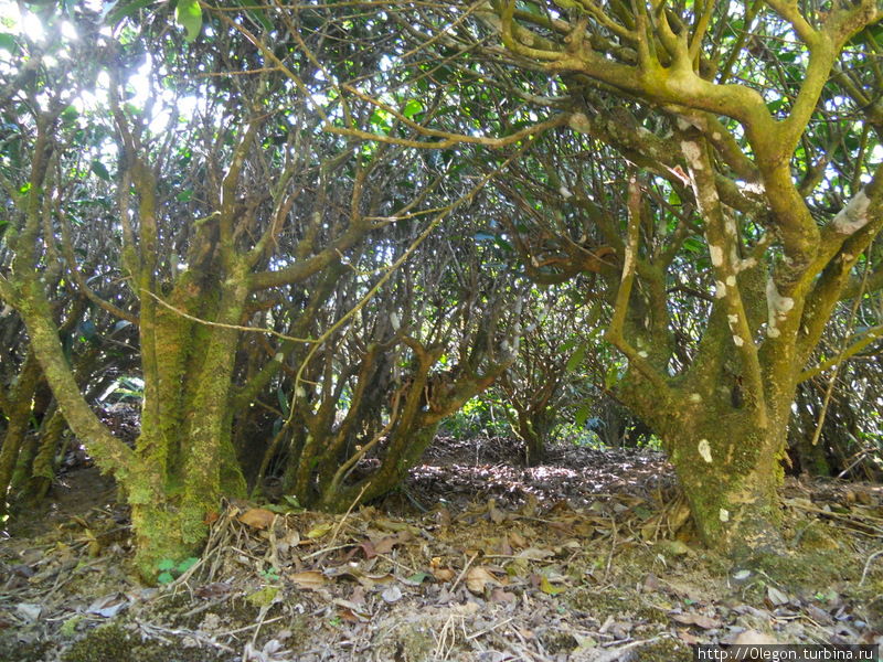 Это не лес, так выглядят чайные кусты изнутри Муннар, Индия