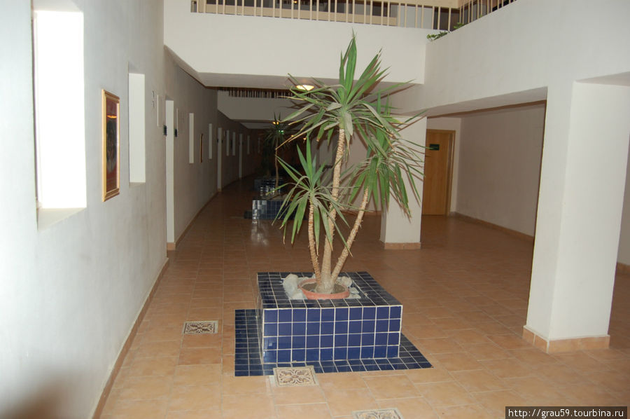 Фикус в холле здания, где я жил Хургада, Египет