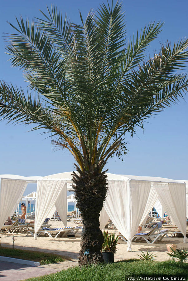 Dessole Le Hammamet Resort Хаммамет, Тунис