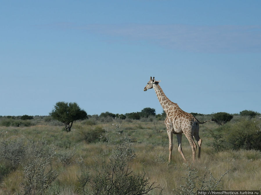 Сафари в Калахари Область Карас, Намибия