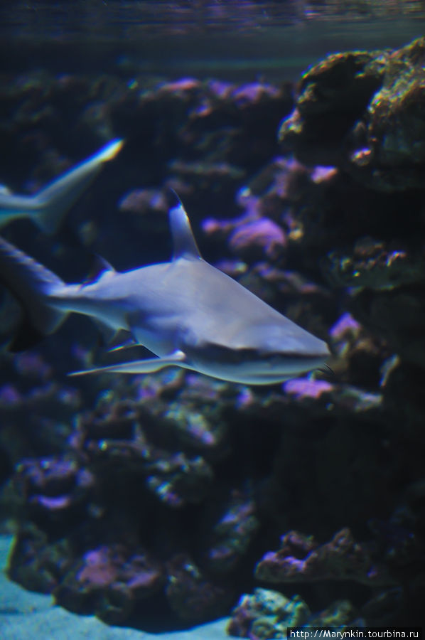 Аквариум в Кан-Пастилья. В окружении акул Кан-Пастилья, остров Майорка, Испания