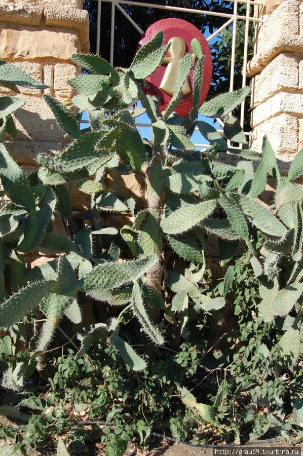 Кактусы Хаммамета Хаммамет, Тунис