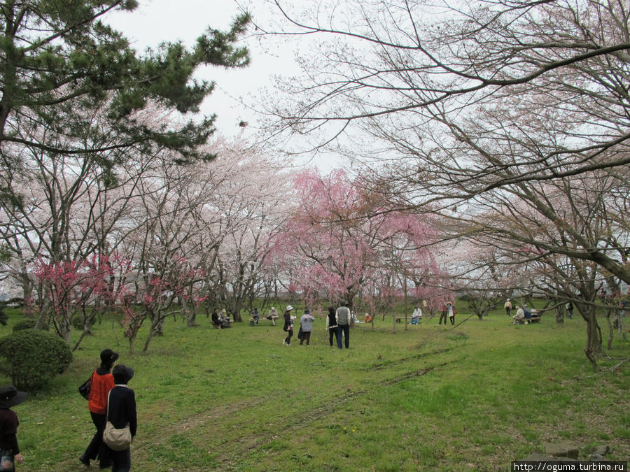 Люди устраивают ханами (любование сакурой) прямо на территории крепости Хиконэ, Япония