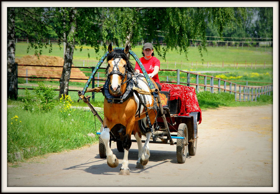 Лошадь человеку крылья Тульская область, Россия