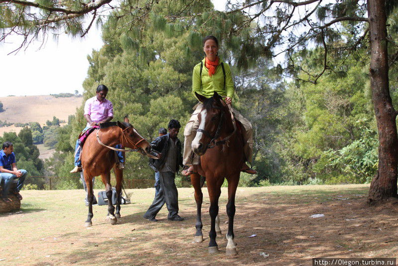 По сосновому лесу можно прокатиться на лошади Ути, Индия