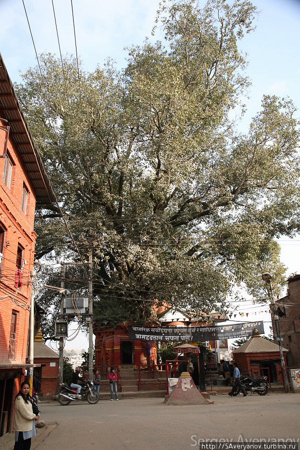 Катманду. Храм в корнях дерева Катманду, Непал