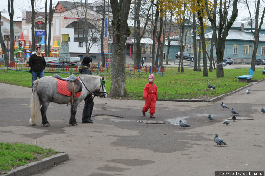 Пони в парке Псков, Россия