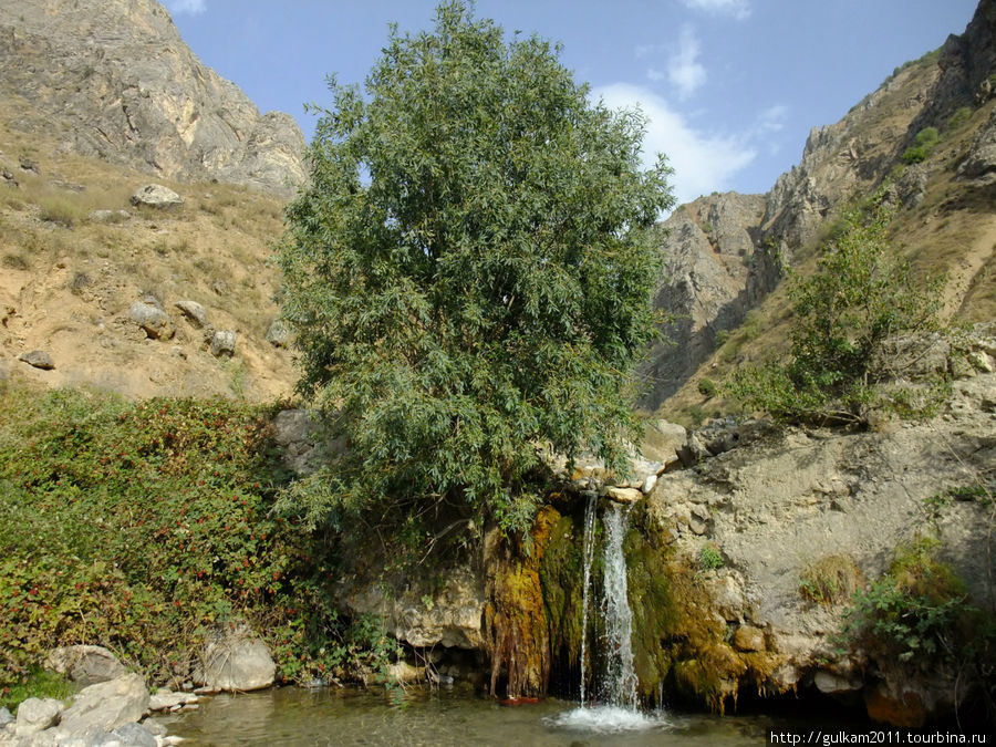 Золотая Бричмулла Чарвак, Узбекистан
