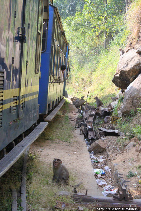 На станции поезд ждут обезьянки Ути, Индия