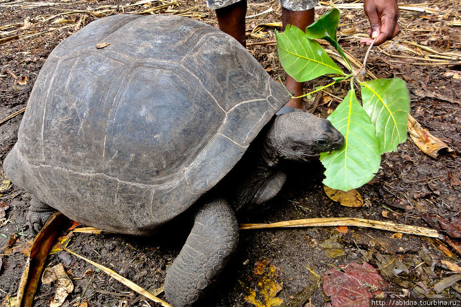 Гигантские сейшельские черепахи Сейшельские острова
