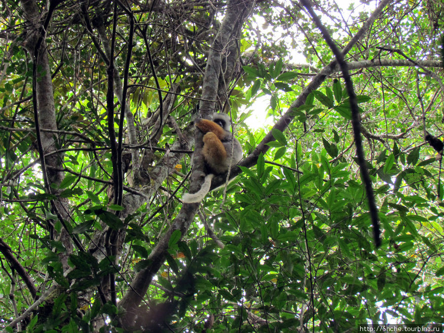 Поиски лемуров в дождевом лесу Андасибе. Удачная попытка. Андасибе-Мантадиа Национальный Парк, Мадагаскар
