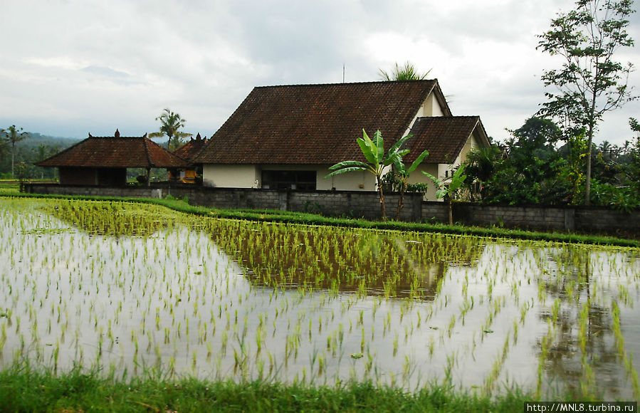 Рисовые поля встречающиеся по дороге Бали, Индонезия