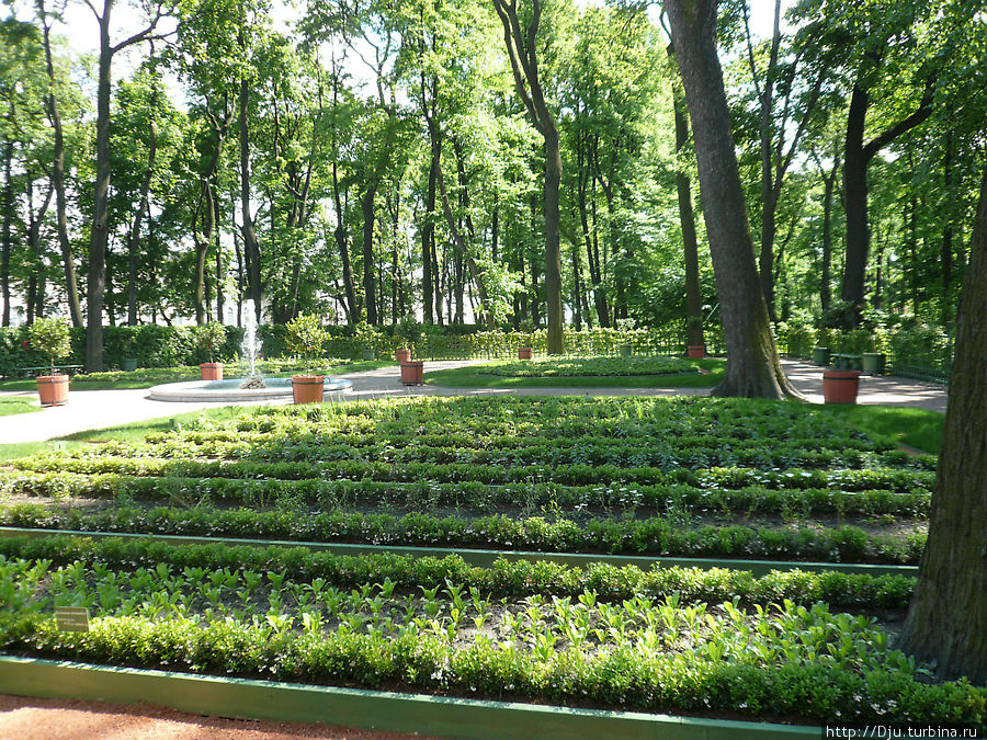 летний сад петра 1 в санкт-петербурге. петергоф аптекарский огород. огород летнего сада. аптекарский огород мгу. аптекарский сад в петербурге петр.