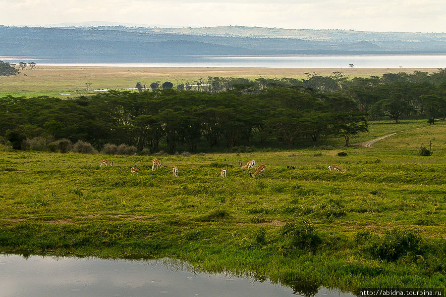 Кения. Национальный парк озеро Накуру Озеро Накуру Национальный Парк, Кения