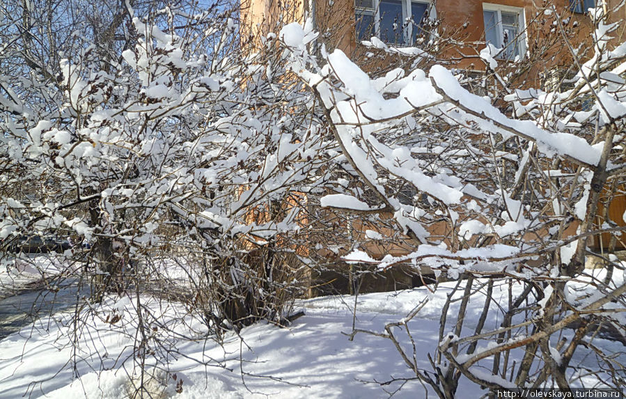 Эх, если б еще снег пах цветами! Киев, Украина