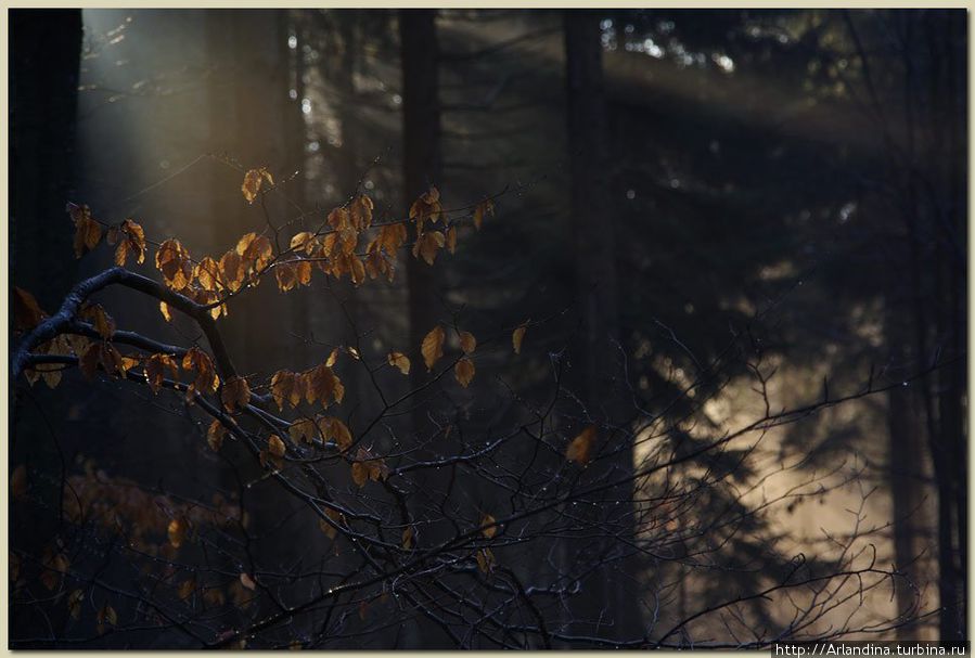 Туманы и восходы в черном лесу (Шварцвальд Schwarzwald) Германия