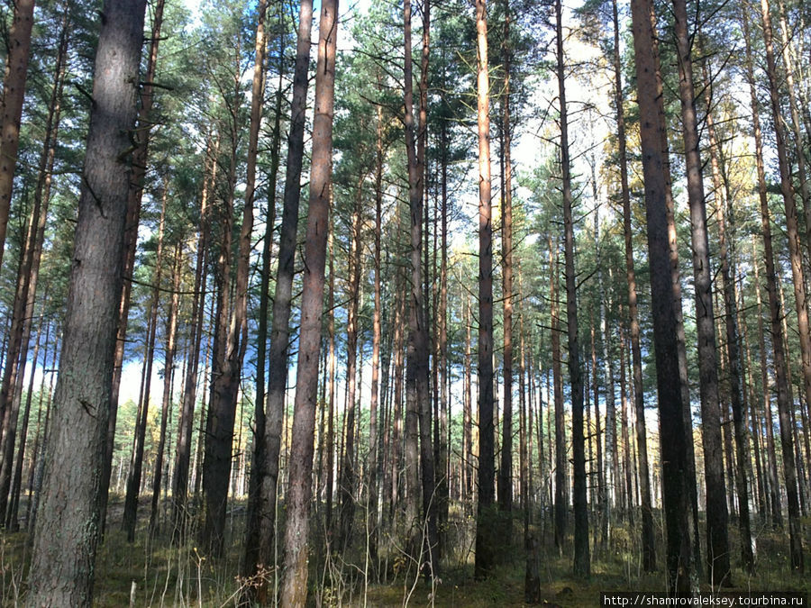 Солнечное воскресенье в сосновом лесу Санкт-Петербург и Ленинградская область, Россия