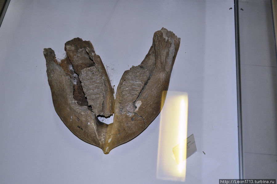 Нижняя челюсть мамонта Костенки, Россия