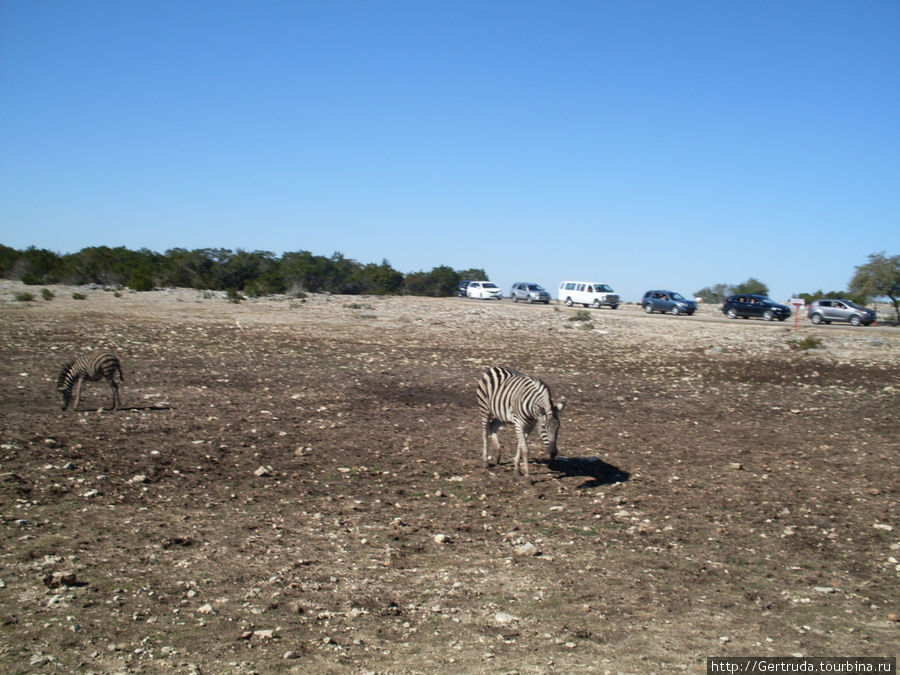 Сухое долгое лето — травы почти не осталось, но зебры что-то щиплют... Сан-Антонио, CША