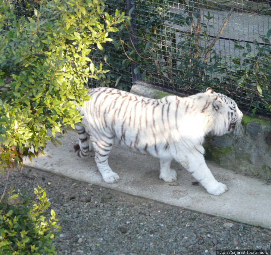 Редкий белый тигр Ялта, Россия