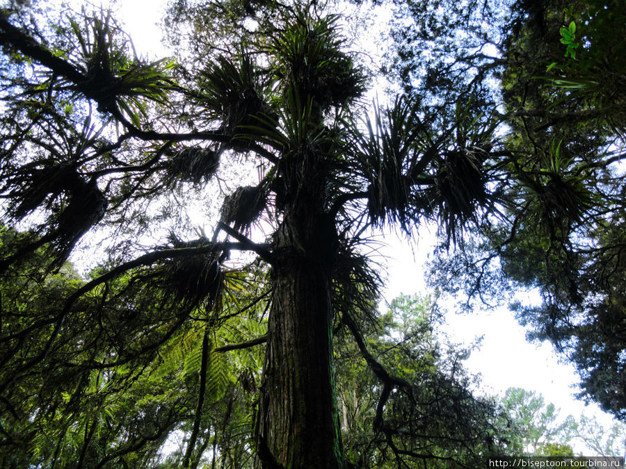 На деревьях расположились растения-эпифиты Район Нортленд, Новая Зеландия
