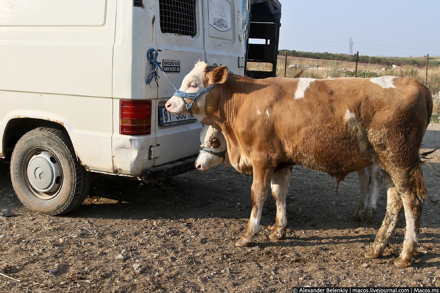 Коровий базар в Косово