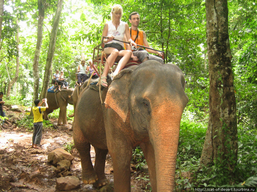 Слоновник на Чанге Остров Чанг, Таиланд