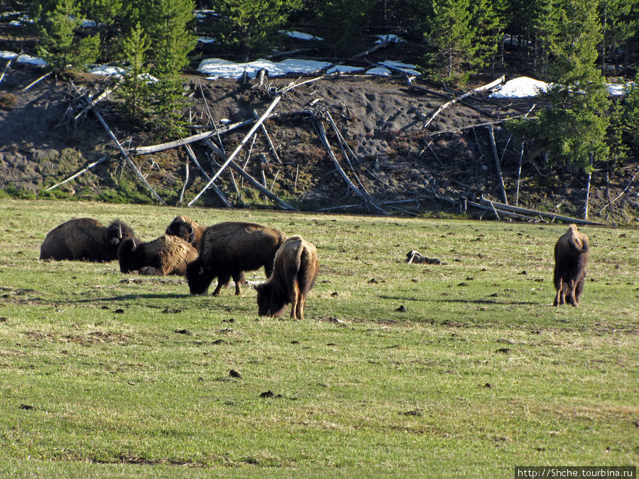 потом стадо бизонов... Йеллоустоун Национальный Парк, CША