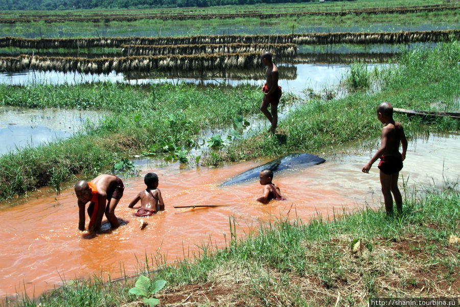 Монахи купаются Ньяунг-Шве, Мьянма