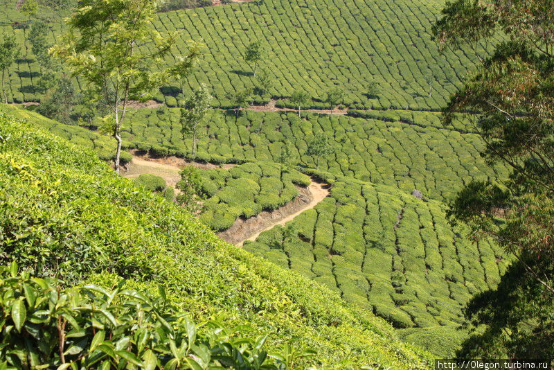 Зелёная чайная красота Муннар, Индия